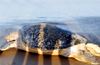 Turtles in coastal Karnataka are highly endangered too